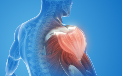 Functional Shoulder Anatomy & Biomechanics CME